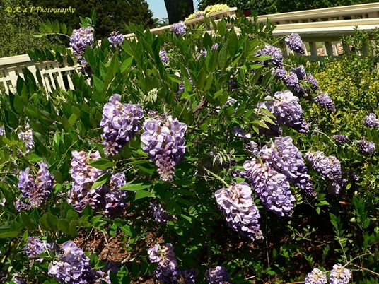 {Wisteria frutescens}